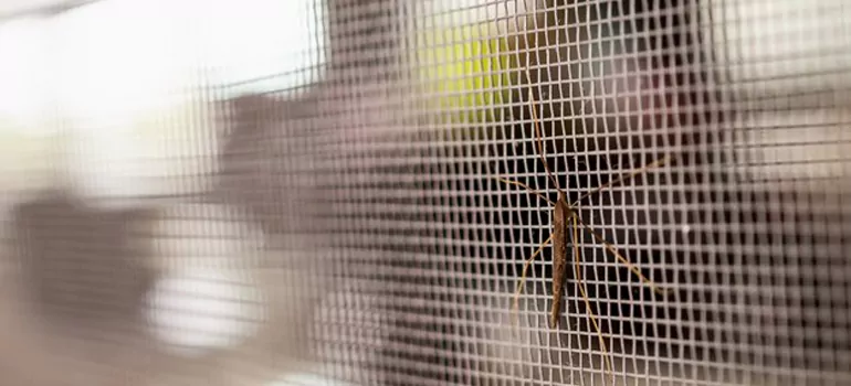 Repair Mosquito Mesh For Windows in Southchase, FL